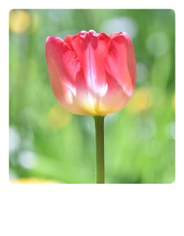 rote-Tulpe-Polaroidkarte_Pola07
