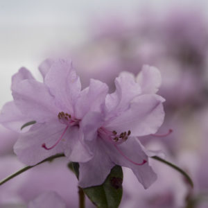 Rhododendron-Postkarte_307