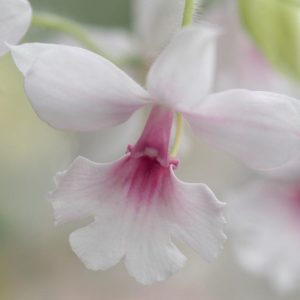 Orchidee-Postkarte_300