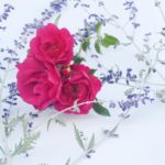 Rose-Lavendel-Postkarte_316