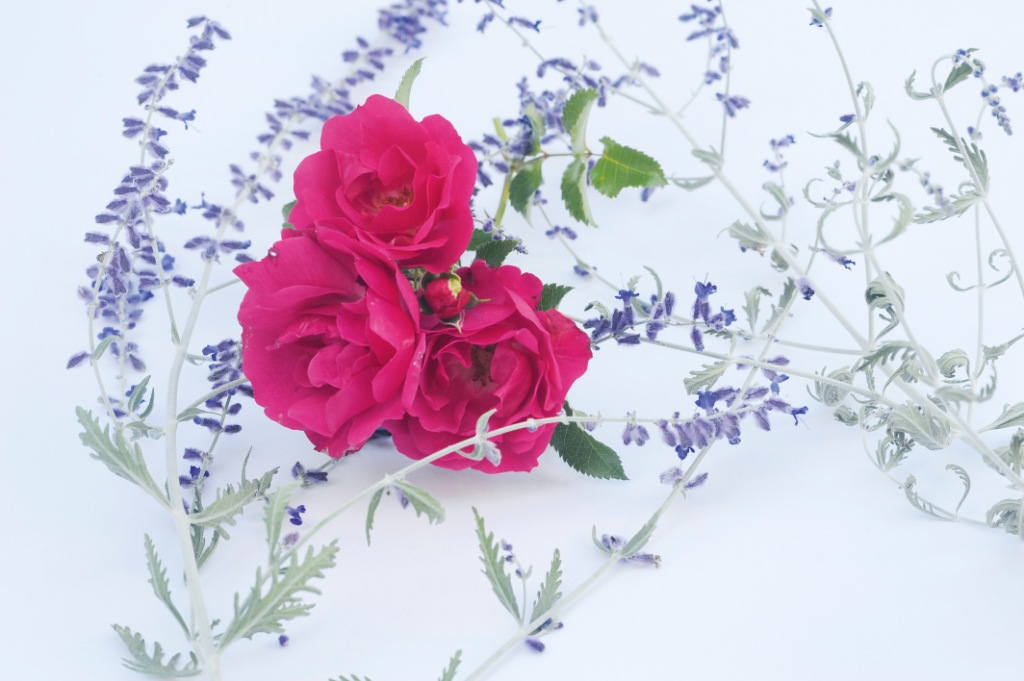 Rose-Lavendel-Postkarte_316