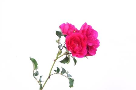 Rose-pink-Postkarte_319